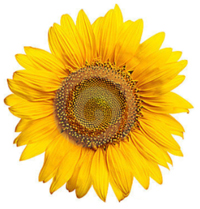 Sans Soucis Naturkosmetik Sun Flower Rich Day Care